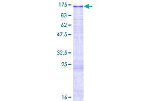 PTK2B Protein (AA 1-1009) (GST tag)