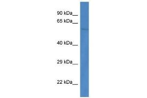 Western Blot showing Ppp3cb antibody used at a concentration of 1. (PPP3CB Antikörper  (C-Term))