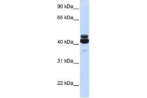 Western Blotting (WB) image for anti-Guanine Nucleotide Binding Protein (G Protein), alpha 15 (Gq Class) (GNA15) (N-Term) antibody (ABIN634382)