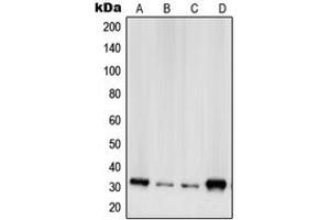 Western blot analysis of RPS2 expression in A431 (A), HeLa (B), HEK293 (C), NIH3T3 (D) whole cell lysates. (RPS2 Antikörper  (C-Term))