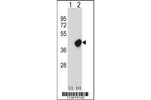 Western blot analysis of CRKL using rabbit polyclonal CRKL Antibody using 293 cell lysates (2 ug/lane) either nontransfected (Lane 1) or transiently transfected (Lane 2) with the CRKL gene. (CrkL Antikörper  (N-Term))