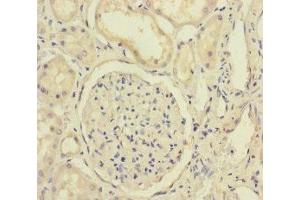 Immunohistochemistry of paraffin-embedded human kidney tissue using ABIN7152325 at dilution of 1:100 (Exportin 6 Antikörper  (AA 290-530))