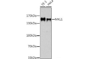 Western blot analysis of extracts of various cell lines using MKL1 Polyclonal Antibody at dilution of 1:1000. (MKL1 Antikörper)