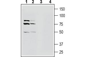 Western blot analysis of mouse brain membranes (lanes 1 and 3) and rat brain membranes (lanes 2 and 4):1-2. (Solute Carrier Family 22 Member 4 (SLC22A4) Peptid)