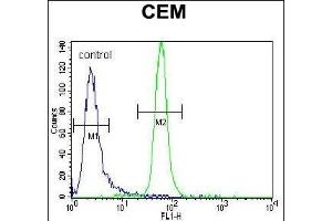 MUSK Antibody (ABIN392021 and ABIN2841797) flow cytometric analysis of CEM cells (right histogram) compared to a negative control cell (left histogram). (MUSK Antikörper)