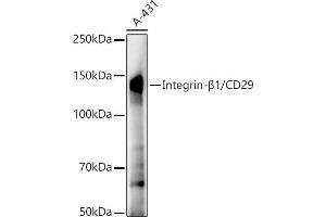Western blot analysis of extracts of A-431 cells, using Integrin-β1/CD29 antibody (ABIN7267926) at 1:20000 dilution. (ITGB1 Antikörper)