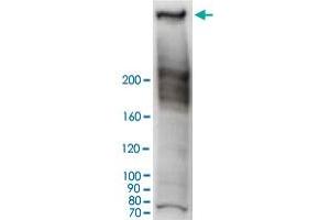 Western blot analysis of HeLa cell lysate with RANBP2 polyclonal antibody . (RANBP2 Antikörper)