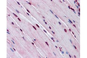 Anti-TTF1 antibody IHC of mouse skeletal muscle. (TTF1 Antikörper  (AA 51-100))