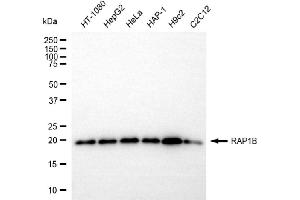 anti-RAP1B, Member of RAS Oncogene Family (RAP1B) antibody