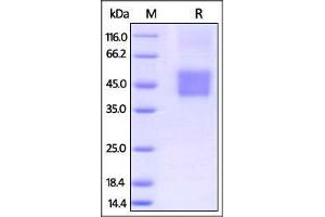 Biotinylated Human FCGR3A / CD16a (F158) on SDS-PAGE under reducing (R) condition.