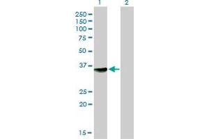 Western Blotting (WB) image for anti-N-Methylpurine-DNA Glycosylase (MPG) (AA 1-90) antibody (ABIN561837)