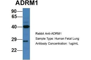 Host: Rabbit  Target Name: ADRM1  Sample Tissue: Human Fetal Lung  Antibody Dilution: 1.