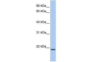 WB Suggested Anti-IL22 Antibody Titration:  0. (IL-22 Antikörper  (C-Term))