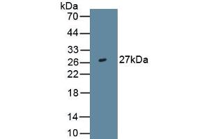 Detection of Recombinant IL29, Human using Monoclonal Antibody to Interleukin 29 (IL29) (IL29 Antikörper  (AA 20-200))