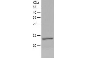 Western Blotting (WB) image for L Antigen Family, Member 3 (LAGE3) (AA 1-143) protein (His tag) (ABIN7123701) (LAGE3 Protein (AA 1-143) (His tag))