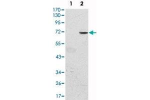 Western blot analysis using GFI1 monoclonal antibody, clone 5D7  against HEK293 (1) and GFI1-hIgGFc transfected HEK293 (2) cell lysate. (GFI1 Antikörper)