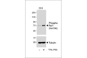 Western blot analysis of lysates from 293 cell line, untreated or treated with T(200nM)+10 % FBS, using (ABIN6241059 and ABIN6578963) (upper) or Tubulin (lower). (RAF1 Antikörper  (pSer296))