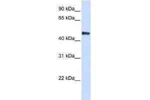 WB Suggested Anti-CSDA Antibody Titration: 0. (CSDA Antikörper  (C-Term))