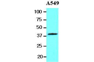 Western Blotting (WB) image for anti-Wingless-Type MMTV Integration Site Family, Member 3A (WNT3A) (AA 19-352) antibody (ABIN336097) (WNT3A Antikörper  (AA 19-352))