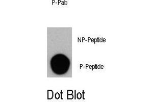 Dot blot analysis of Phospho-PI3KC3- Antibody (ABIN389784 and ABIN2839691) on nitrocellulose membrane. (PIK3C3 Antikörper  (pSer164))