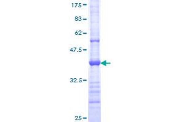 PCDHGC5 Protein (AA 467-575) (GST tag)