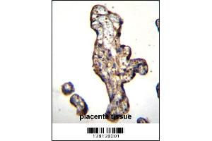 SLC15A3 Antibody immunohistochemistry analysis in formalin fixed and paraffin embedded human placenta tissue followed by peroxidase conjugation of the secondary antibody and DAB staining. (SLC15A3 Antikörper  (AA 168-197))