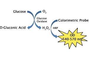 Glucose assay principle.