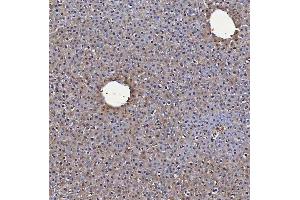 IHC analysis of SBP/SELENBP1 using anti-SBP/SELENBP1 antibody (ABIN7600755). (SELENBP1 Antikörper  (AA 23-462))