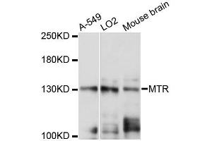 Western blot analysis of extracts of various cell lines, using MTR antibody (ABIN5996382) at 1:3000 dilution. (MTR Antikörper)