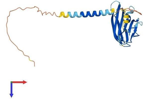 TNFSF8 Protein (AA 1-239) (His tag)