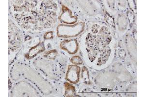 Immunoperoxidase of polyclonal antibody to AFAP1L2 on formalin-fixed paraffin-embedded human kidney.