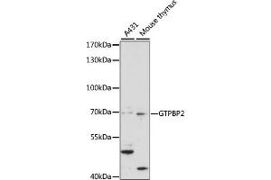 Western blot analysis of extracts of various cell lines, using GTPBP2 antibody (ABIN7267523) at 1:1000 dilution. (GTPBP2 Antikörper  (AA 1-250))