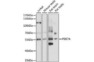 Western blot analysis of extracts of various cell lines, using PDE7A antibody (ABIN6293869) at 1:1000 dilution. (PDE7A Antikörper)