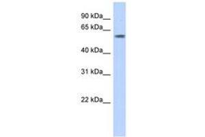 Image no. 1 for anti-PiggyBac Transposable Element Derived 3 (PGBD3) (AA 71-120) antibody (ABIN6742696) (PGBD3 Antikörper  (AA 71-120))