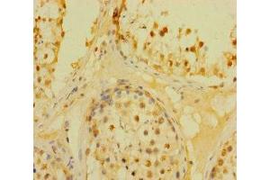 Immunohistochemistry of paraffin-embedded human testis tissue using ABIN7150760 at dilution of 1:100 (DUSP21 Antikörper  (AA 1-190))