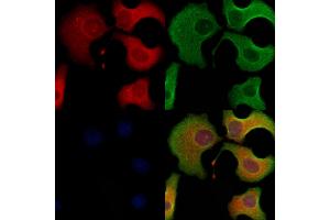 ABIN6263600 and ABIN6278494 staining Hela cells by IF/ICC. (Tetraspanin 9 Antikörper  (Internal Region))