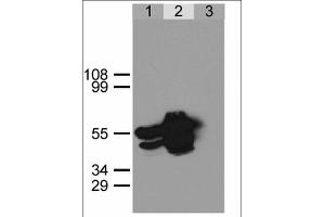 Immunoprecipitation of GFP-NLS from HEK293 cells using anti-GFP antibody. (GFP Antikörper)