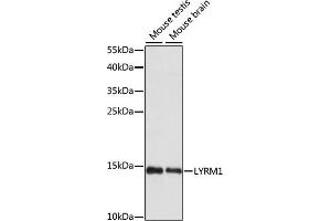 Western blot analysis of extracts of various cell lines, using LYRM1 antibody (ABIN7268322) at 1:1000 dilution. (LYRM1 Antikörper  (AA 1-122))