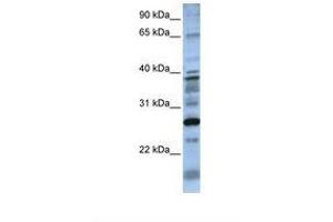 Image no. 1 for anti-Dolichyl Pyrophosphate Phosphatase 1 (DOLPP1) (N-Term) antibody (ABIN6738570) (DOLPP1 Antikörper  (N-Term))