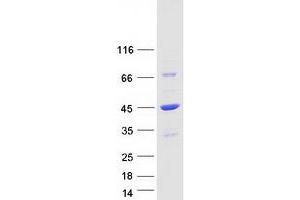 Western Blotting (WB) image for DnaJ (Hsp40) Homolog, Subfamily B, Member 4 (DNAJB4) protein (Myc-DYKDDDDK Tag) (ABIN2719593)