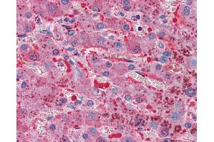 Anti-TFPI antibody IHC of human liver. (TFPI Antikörper  (AA 29-44))