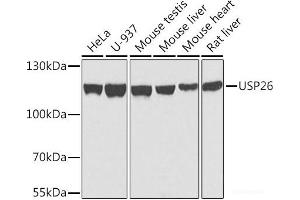 USP26 Antikörper