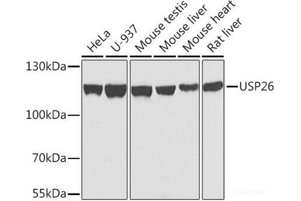 USP26 Antikörper
