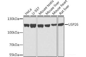 Western blot analysis of extracts of various cell lines using USP26 Polyclonal Antibody at dilution of 1:1000.