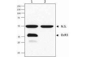 Western Blotting (WB) image for anti-Tumor Necrosis Factor Receptor Superfamily, Member 6b, Decoy (TNFRSF6B) antibody (ABIN2664922)