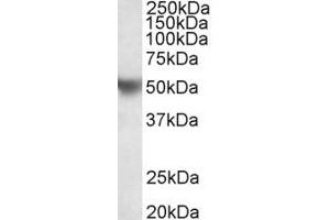 Western Blotting (WB) image for anti-Apolipoprotein H (Beta-2-Glycoprotein I) (APOH) (AA 145-157) antibody (ABIN1100040) (APOH Antikörper  (AA 145-157))