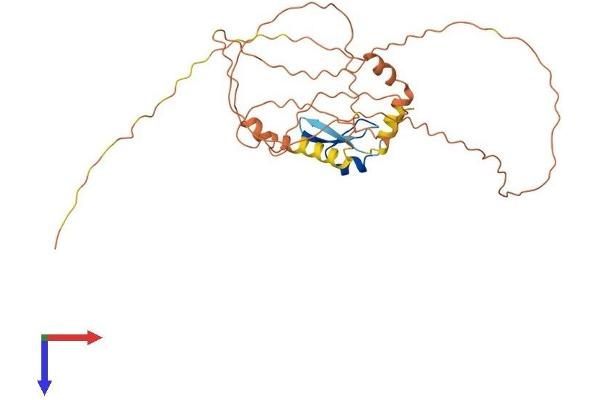 CPXCR1 Protein (AA 1-301) (His tag)