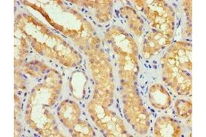 Immunohistochemistry of paraffin-embedded human kidney tissue using ABIN7149383 at dilution of 1:100 (GBA3 Antikörper  (AA 1-162))