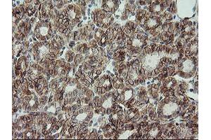 Image no. 2 for anti-Cadherin 2 (CDH2) antibody (ABIN1499625) (N-Cadherin Antikörper)