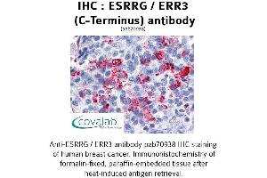 Image no. 1 for anti-Estrogen-Related Receptor gamma (ESRRG) antibody (ABIN1734157) (ESRRG Antikörper)